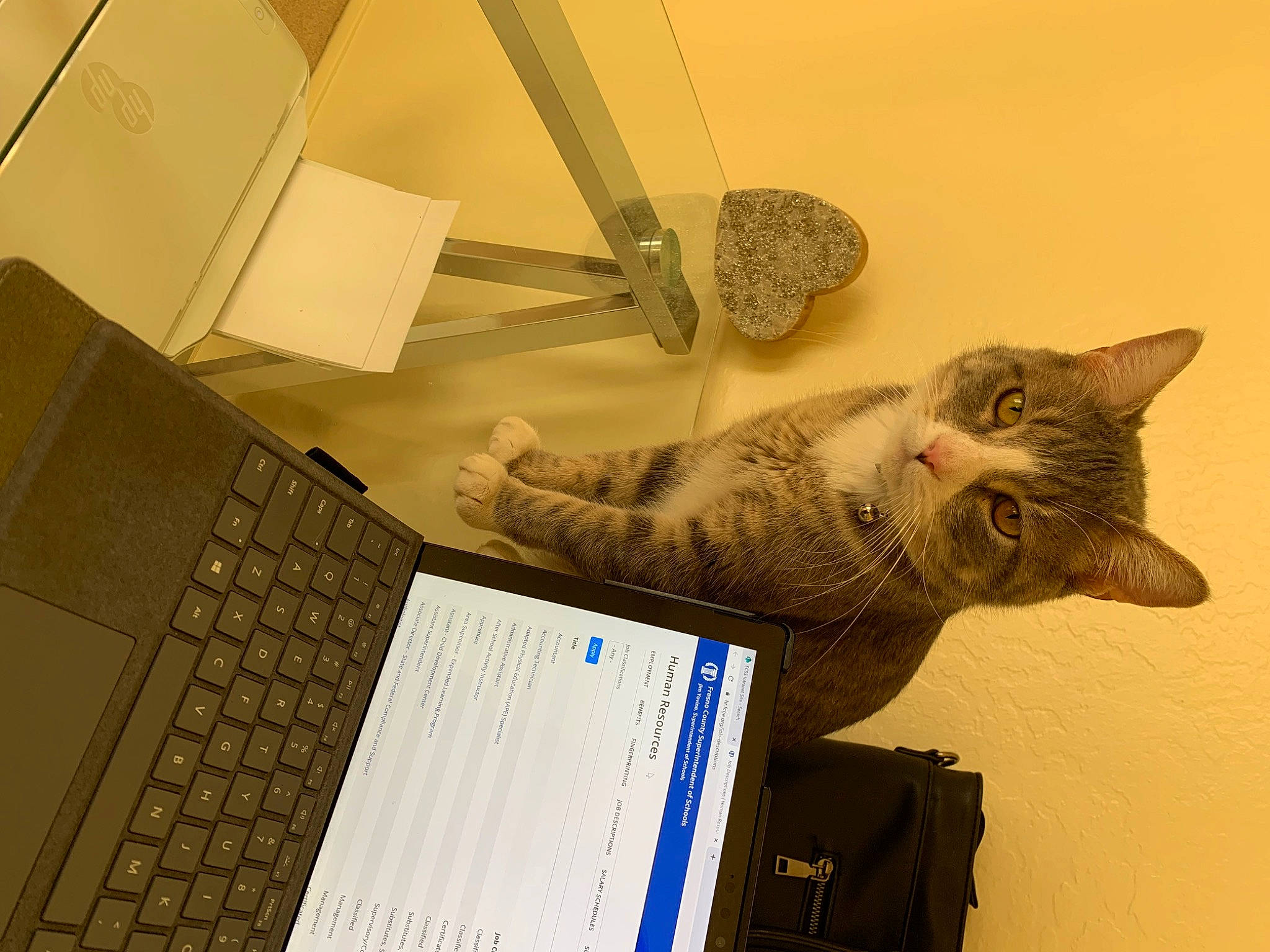 Pawly joined the competition — help win amazing prizes! carnivore, cat, comfort, computer, domestic_short_haired_cat, felidae, fur, input_device, laptop, netbook, office_equipment, office_supplies, output_device, peripheral, personal_computer, small_to_medium_sized_cats, snout, space_bar, tail, whiskers