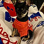 Kane is registered to the contest to win money with this photo: dog, small_dog, chihuahua, pet, animal, orange_shirt, blanket, indoor, cute, alert, ears, fur, sitting, looking, front_view, colorful, cozy, companion, domestic_animal, portrait