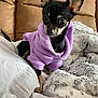chihuahua, dog, puppy, hoodie, purple_clothing, blanket, furniture, couch, indoor, pet, small_dog, cute, cozy, fur, animal, companion, resting, curious, ears, portrait