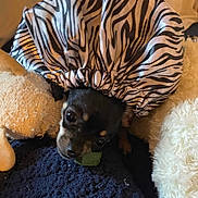 Kane is registered to the contest to win money with this photo: dog, puppy, zebra_print, bonnet, stuffed_animal, blanket, cozy, pet, cute, black_and_tan, small_dog, indoor, fur, snuggled, toy, soft, animal, face, resting, comfort