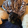dog, puppy, zebra_print, bonnet, stuffed_animal, blanket, cozy, pet, cute, black_and_tan, small_dog, indoor, fur, snuggled, toy, soft, animal, face, resting, comfort