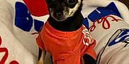 Kane is registered to the contest to win money with this photo: dog, small_dog, chihuahua, pet, animal, orange_shirt, blanket, indoor, cute, alert, ears, fur, sitting, looking, front_view, colorful, cozy, companion, domestic_animal, portrait
