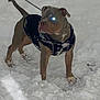 Ice is registered to the contest to win money with this photo: alert, animal, canine, cold, dog, frozen, fur, glowing_eye, jacket, leash, night, outdoors, paw, pet, snout, snow, standing, tail, walking, winter