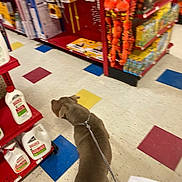 Ice is registered to the contest to win money with this photo: dog, leash, store, aisle, floor, tile_floor, shelf, product, shopping, indoor, pet, walking, brown_dog, chain_leash, blur, hand, paper, shopping_list, household_items, retail