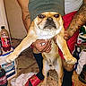 dog, beanie, tattoo, person, hand, footwear, nike, slide_sandal, floor, laundry_detergent, bottle, indoor, clothing, pet, animal, holding, expression, casual, home, red