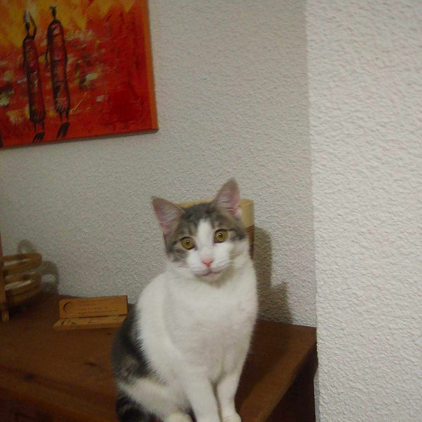 Pepito