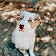 Kimber is registered to the contest to win money with this photo: puppy, dog, blue_eyes, fur, cute, animal, pet, outdoor, blurred_background, earth, brown, white, sitting, portrait, young, mammal, canine, adorable, looking_up, nature