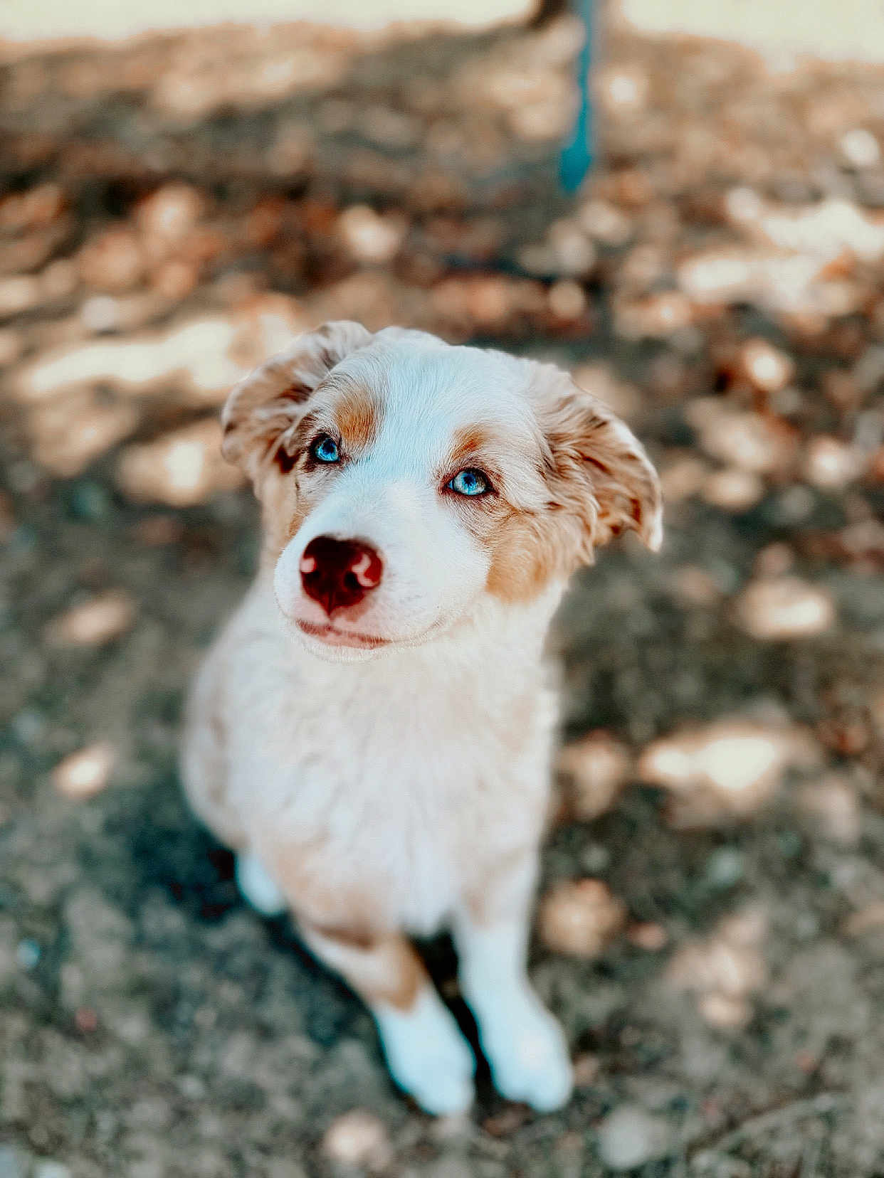 Kimber is registered to the contest to win money with this photo: puppy, dog, blue_eyes, fur, cute, animal, pet, outdoor, blurred_background, earth, brown, white, sitting, portrait, young, mammal, canine, adorable, looking_up, nature