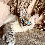 Po joined the competition — help win amazing prizes! cat, kitten, blue_eyes, fluffy, paw, face, fur, blanket, texture, cozy, resting, indoor, close_up, cute, pet, animal, whiskers, ears, soft, relaxing