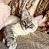 cat, kitten, blue_eyes, fluffy, paw, face, fur, blanket, texture, cozy, resting, indoor, close_up, cute, pet, animal, whiskers, ears, soft, relaxing