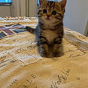 Savane a rejoint le concours — aidez-le/la à gagner de superbes lots ! kitten, cat, pet, animal, feline, cute, small, fur, whiskers, indoor, table, fabric, texture, window, light, curious, sitting, young, domestic, cozy