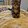 Savane