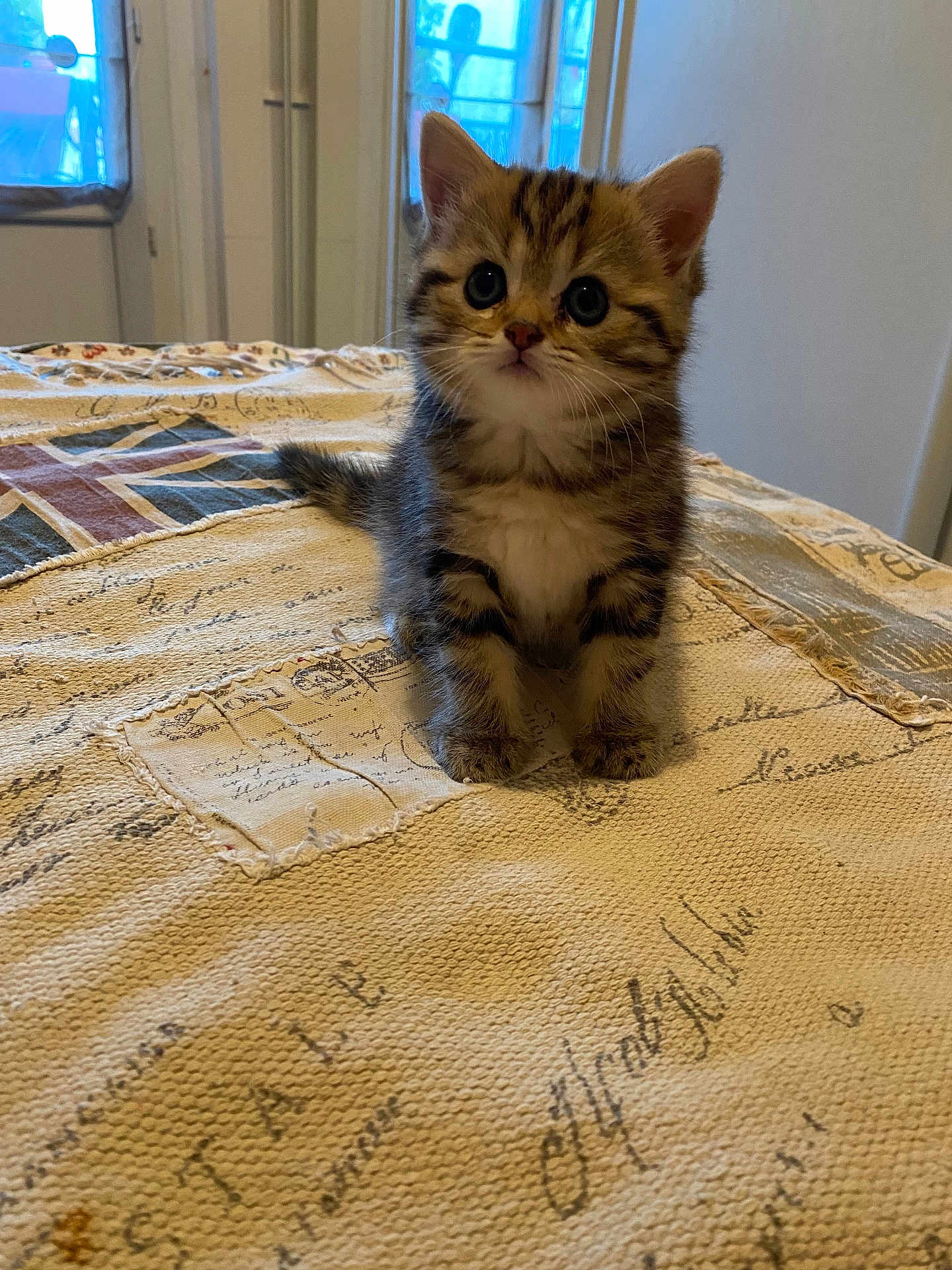 Savane a rejoint le concours — aidez-le/la à gagner de superbes lots ! kitten, cat, pet, animal, feline, cute, small, fur, whiskers, indoor, table, fabric, texture, window, light, curious, sitting, young, domestic, cozy