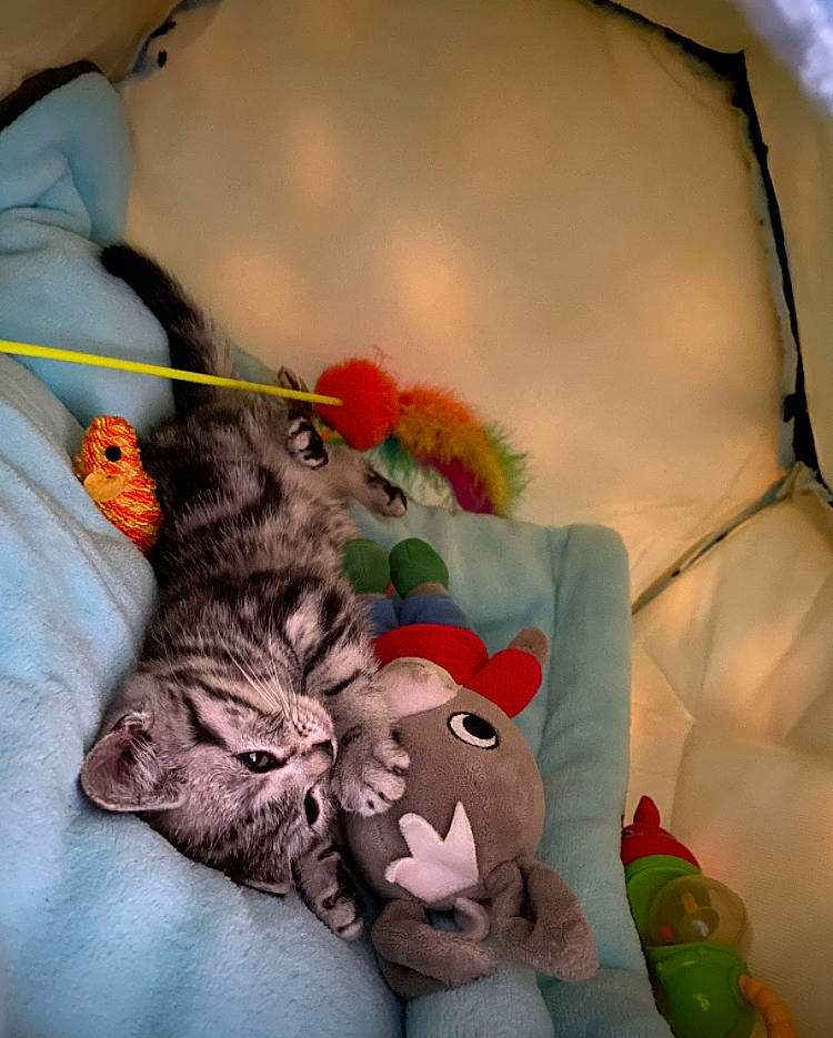 Gaia participe au concours pour gagner de l'argent avec cette photo : baby_toys, bag, carmine, carnivore, cat, claw, comfort, domestic_short_haired_cat, felidae, fur, linens, paw, plush, room, small_to_medium_sized_cats, stuffed_toy, tail, teddy_bear, toy, whiskers