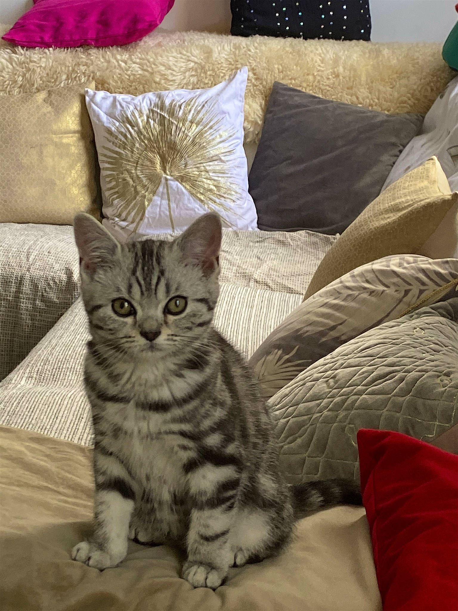 Gaia a rejoint le concours — aidez-le/la à gagner de superbes lots ! bedding, carnivore, cat, cat_supply, comfort, couch, domestic_short_haired_cat, felidae, fur, grey, linens, paw, pillow, small_to_medium_sized_cats, snout, studio_couch, tail, throw_pillow, whiskers, wood