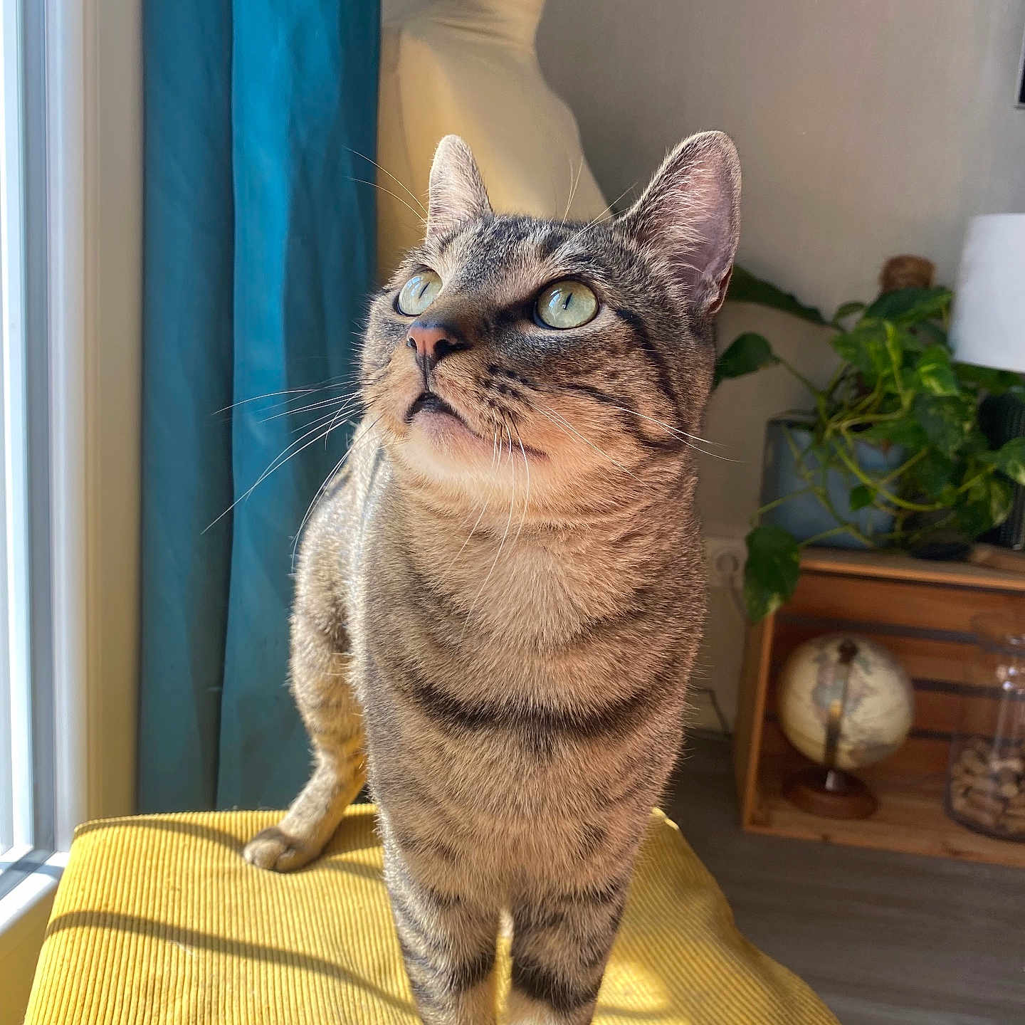 Uno a rejoint le concours — aidez-le/la à gagner de superbes lots ! abyssinian, animal, architecture, building, cat, chair, couch, cushion, furniture, hardwood, homedecor, jar, manx, pet, plant, planter, pottedplant, pottery, vase, wood