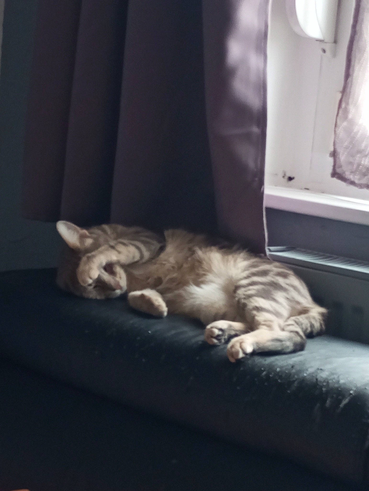 Chi participe au concours pour gagner de l'argent avec cette photo : carnivore, cat, comfort, curtain, darkness, domestic_short_haired_cat, felidae, flooring, foot, fur, grey, linens, monochrome, paw, room, small_to_medium_sized_cats, still_life_photography, tail, whiskers, wood