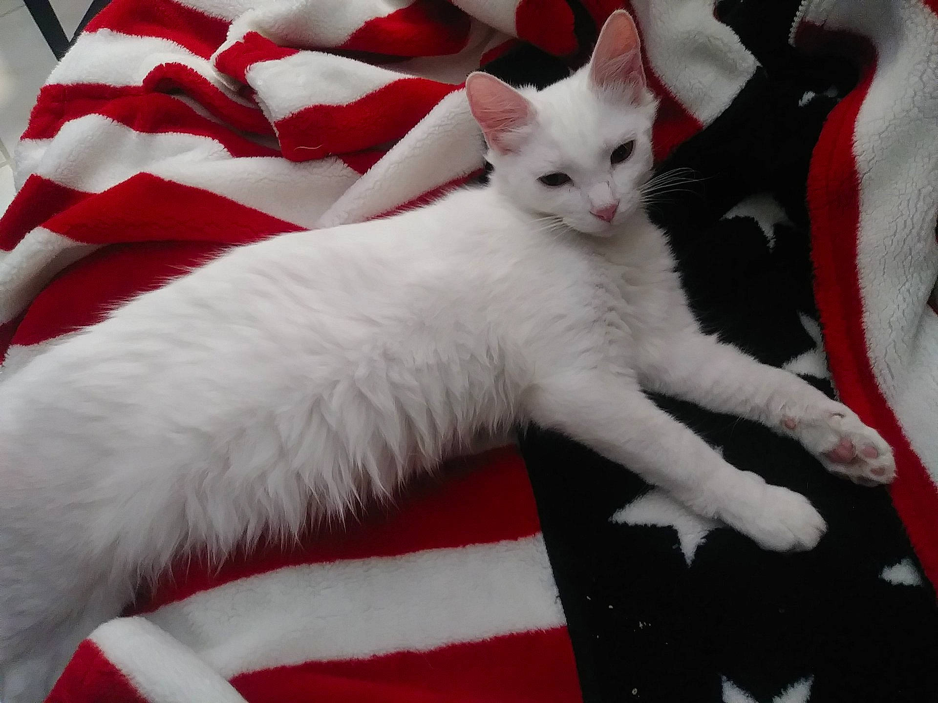 Pirelli joined the competition — help win amazing prizes! carmine, carnivore, cat, cat_supply, claw, comfort, domestic_short_haired_cat, event, felidae, fur, lap, linens, paw, red, small_to_medium_sized_cats, snout, tail, whiskers, white