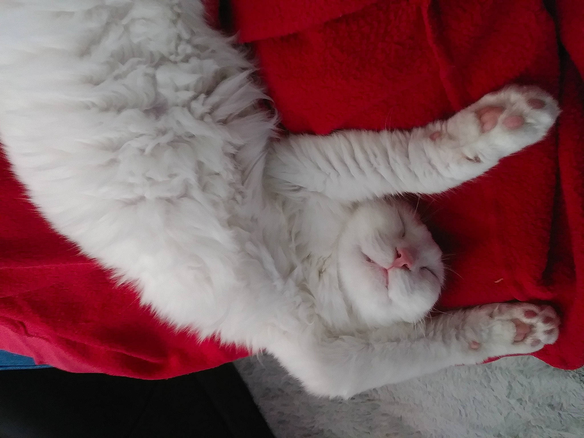 Pirelli is registered to the contest to win money with this photo: carmine, carnivore, cat, claw, comfort, domestic_short_haired_cat, fawn, felidae, foot, fur, human_leg, nail, paw, small_to_medium_sized_cats, tail, whiskers, wool