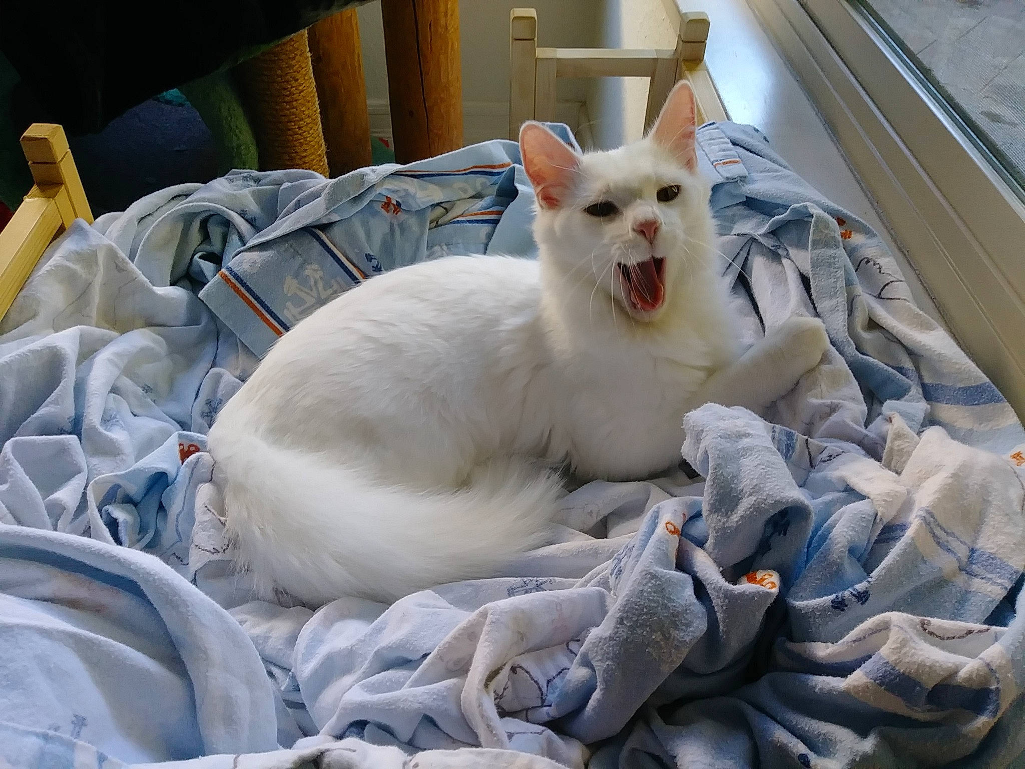 Pirelli joined the competition — help win amazing prizes! bed, bedding, carnivore, cat, comfort, domestic_short_haired_cat, fang, felidae, fur, linens, paw, small_to_medium_sized_cats, snout, tail, whiskers