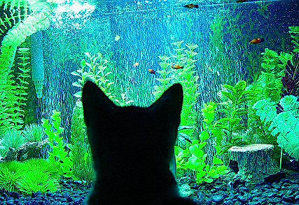 Beemer joined the competition — help win amazing prizes! art, cat, darkness, electric_blue, evergreen, felidae, glass, grass, green, houseplant, organism, plant, rectangle, tail, terrestrial_plant, tints_and_shades, tree, vertebrate, whiskers, window