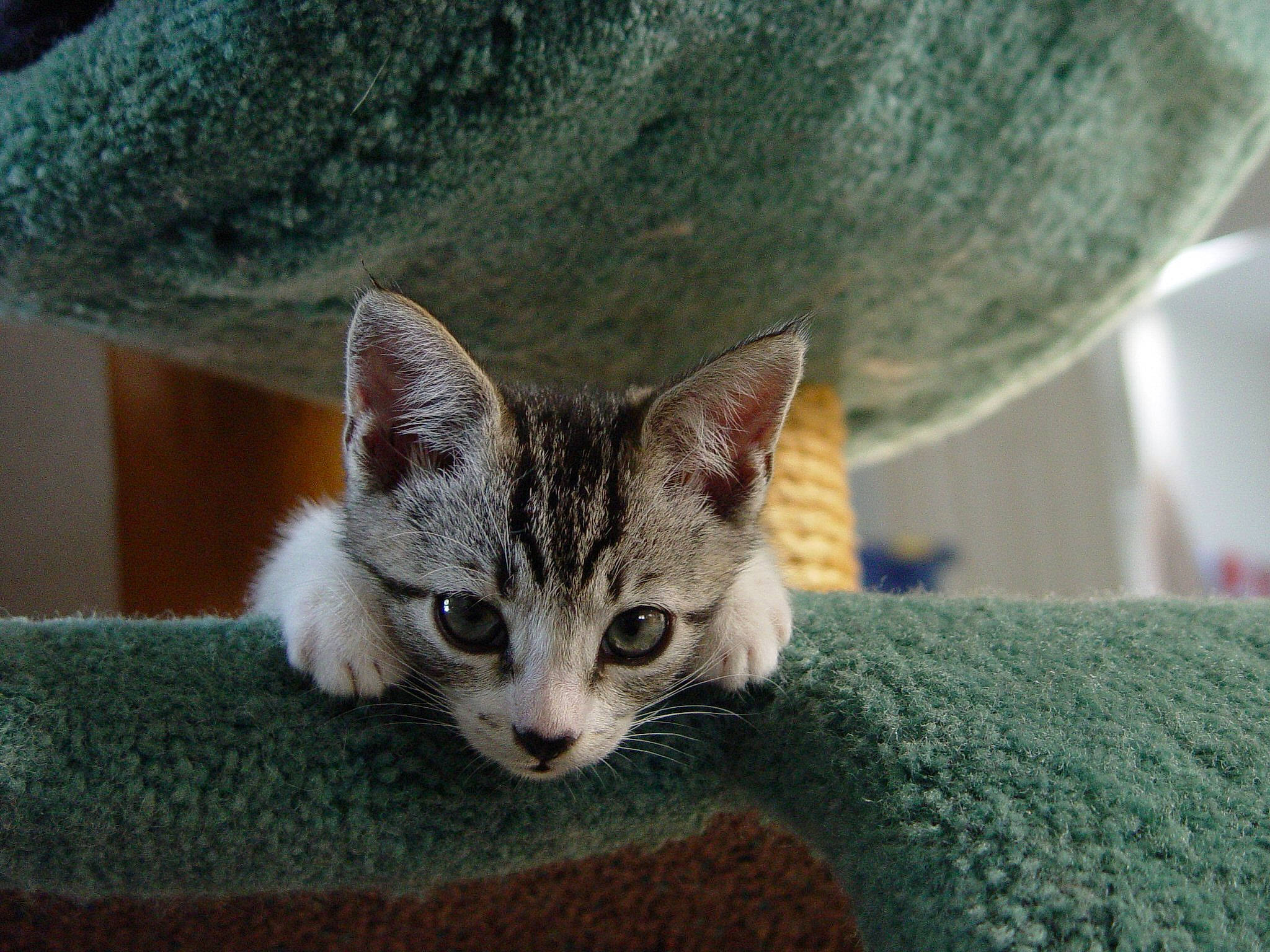 Beemer is registered to the contest to win money with this photo: carnivore, cat, cat_furniture, cat_supply, domestic_short_haired_cat, ear, fawn, felidae, fur, hat, paw, small_to_medium_sized_cats, tail, whiskers