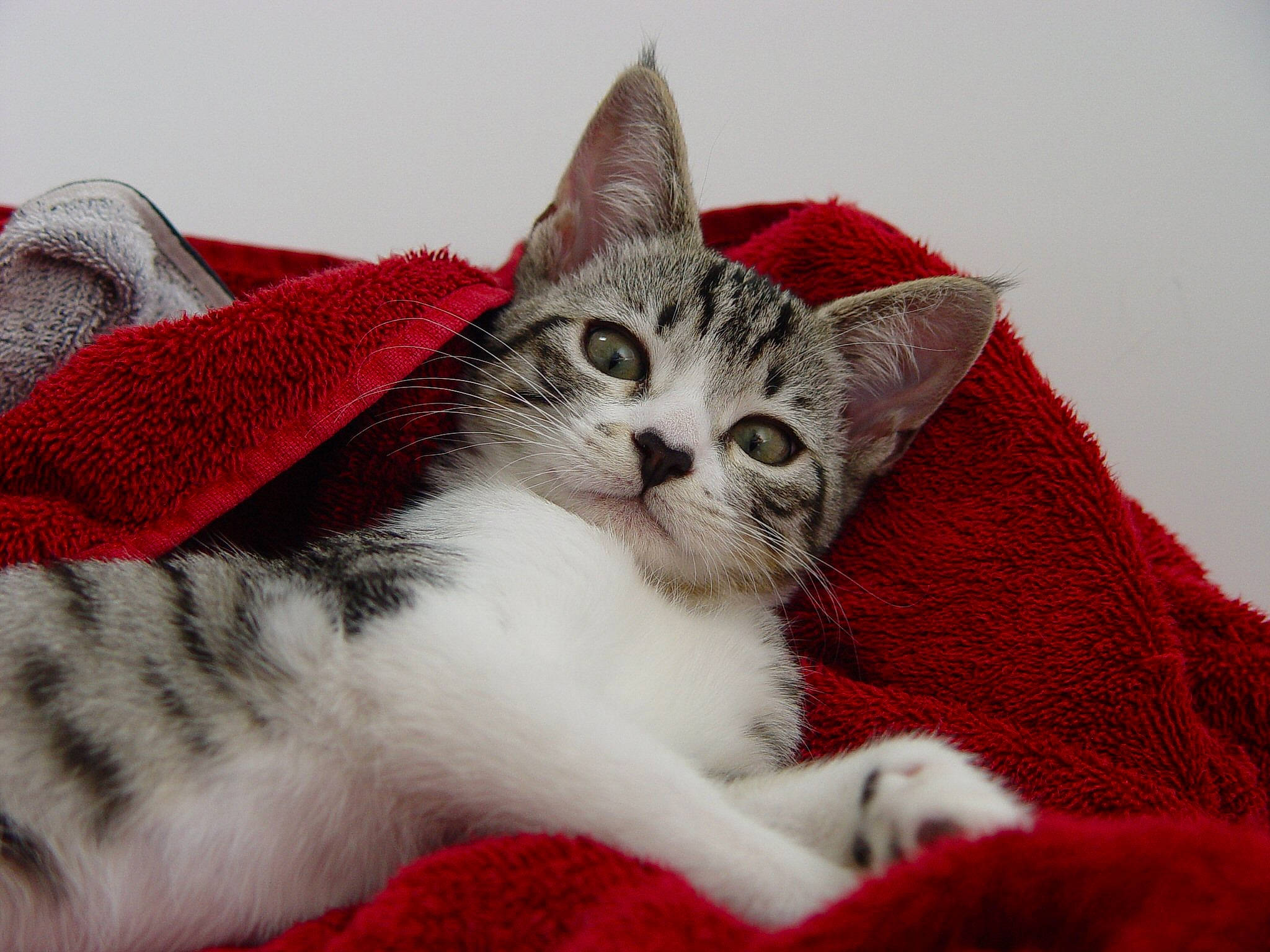 Beemer is registered to the contest to win money with this photo: carnivore, cat, cat_supply, claw, comfort, domestic_short_haired_cat, felidae, foot, fur, nap, pattern, paw, sleep, small_to_medium_sized_cats, snout, tail, whiskers, window, wool, woven_fabric