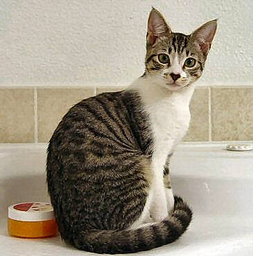 Beemer joined the competition — help win amazing prizes! bathroom, bathtub, carnivore, cat, ceramic, domestic_short_haired_cat, felidae, fur, household_supply, paw, plumbing_fixture, sink, sitting, small_to_medium_sized_cats, snout, tail, terrestrial_animal, whiskers