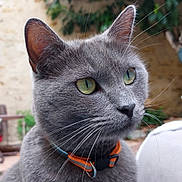 Tokyo a rejoint le concours — aidez-le/la à gagner de superbes lots ! cat, gray_cat, close_up, green_eyes, whiskers, collar, pet, feline, outdoor, blurred_background, portrait, animal, fur, ears, nose, domestic_animal, curious, sitting, nature, daylight
