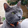 cat, gray_cat, close_up, green_eyes, whiskers, collar, pet, feline, outdoor, blurred_background, portrait, animal, fur, ears, nose, domestic_animal, curious, sitting, nature, daylight