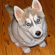 Radar joined the competition — help win amazing prizes! adorable, animal, blue_eyes, cute, dog, ears, face, fluffy, fur, husky, indoors, looking_up, nose, paw, pet, puppy, sitting, snout, wooden_floor, young