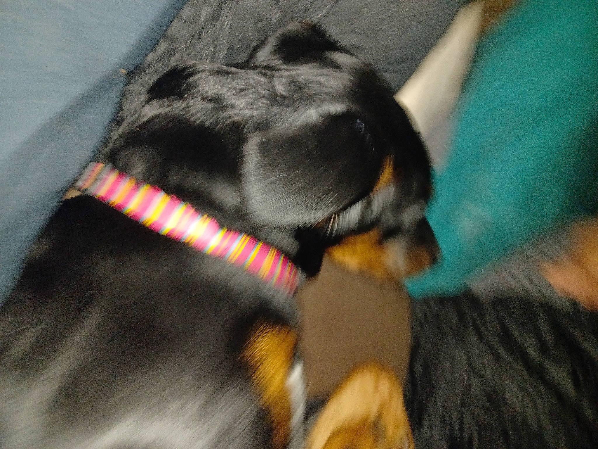 Pipper is registered to the contest to win money with this photo: canidae, carnivore, collar, companion_dog, dog, dog_breed, dog_collar, dog_supply, ear, fashion_accessory, fawn, fur, guard_dog, leash, liver, paw, pet_supply, snout, tail, working_animal