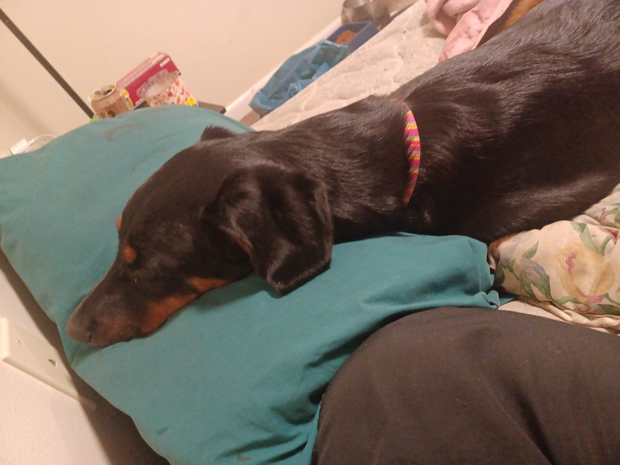 Pipper joined the competition — help win amazing prizes! canidae, carnivore, collar, comfort, companion_dog, dog, dog_breed, dog_collar, fur, guard_dog, hunting_dog, liver, montenegrin_mountain_hound, nap, sporting_group, toy_dog, working_animal