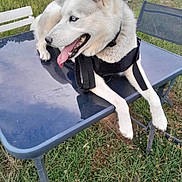 Shiva a rejoint le concours — aidez-le/la à gagner de superbes lots ! animal, black_harness, blue_eyes, canine, chair, dog, domestic_animal, fence, grass, husky, nature, outdoor, pet, playful, relaxed, resting, summer, sunlight, table, tongue_out