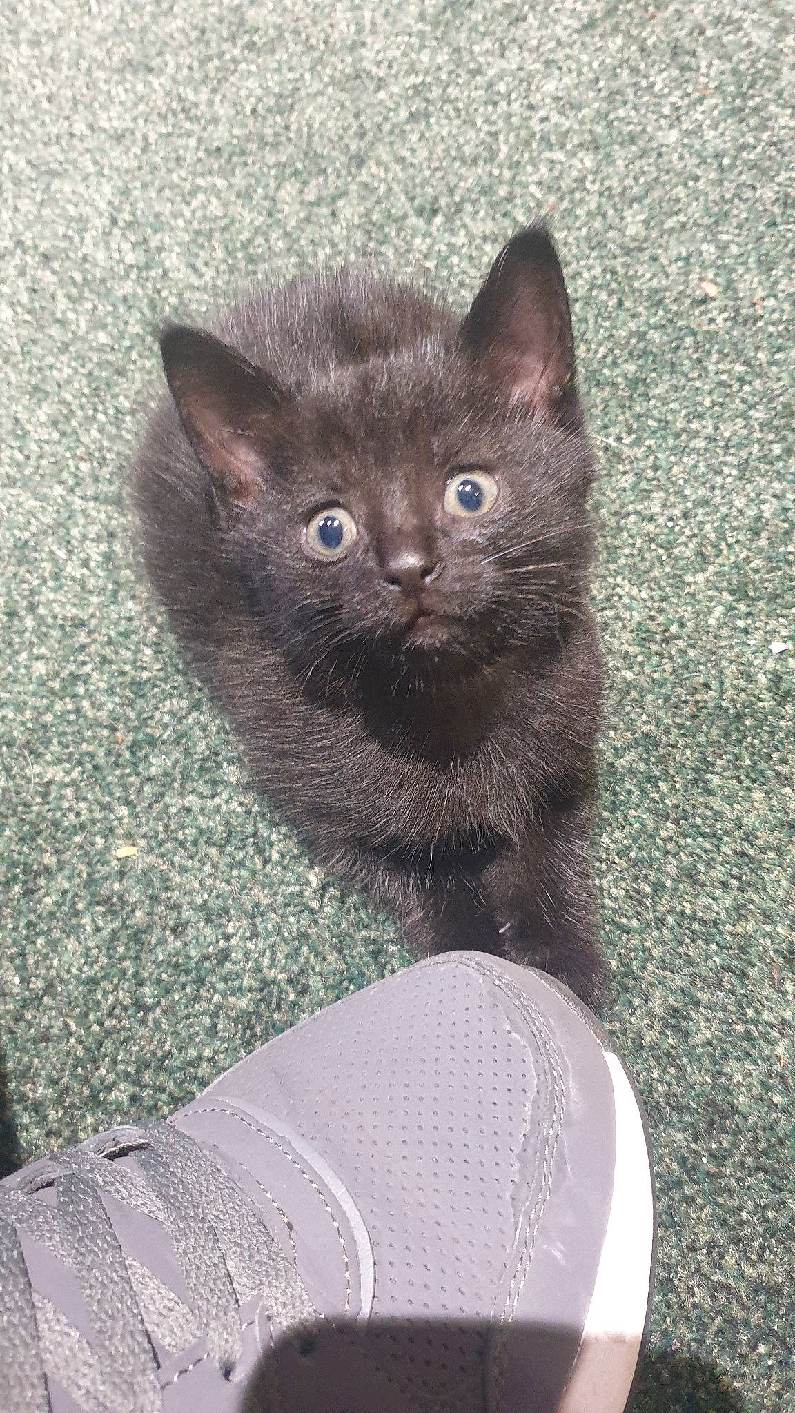 Salem joined the competition — help win amazing prizes! asian, black_cat, british_shorthair, burmese, carnivore, cat, chartreux, domestic_short_haired_cat, felidae, german_rex, kitten, korat, mammal, nebelung, ojos_azules, polydactyl_cat, russian_blue, small_to_medium_sized_cats, vertebrate, whiskers