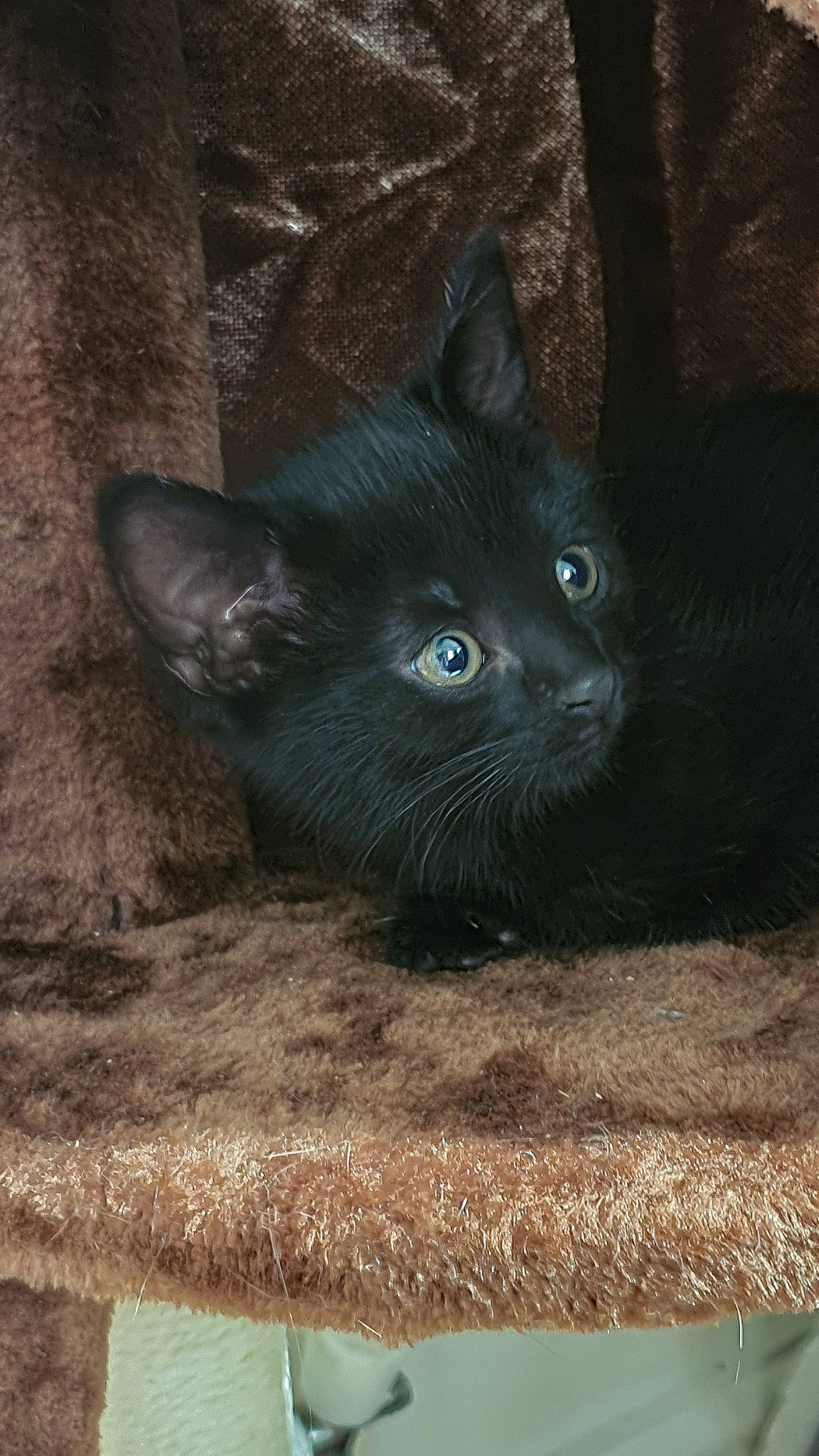 Salem joined the competition — help win amazing prizes! asian, black_cat, bombay, burmese, carnivore, cat, domestic_short_haired_cat, felidae, kitten, korat, mammal, nebelung, russian_blue, small_to_medium_sized_cats, snout, vertebrate, whiskers