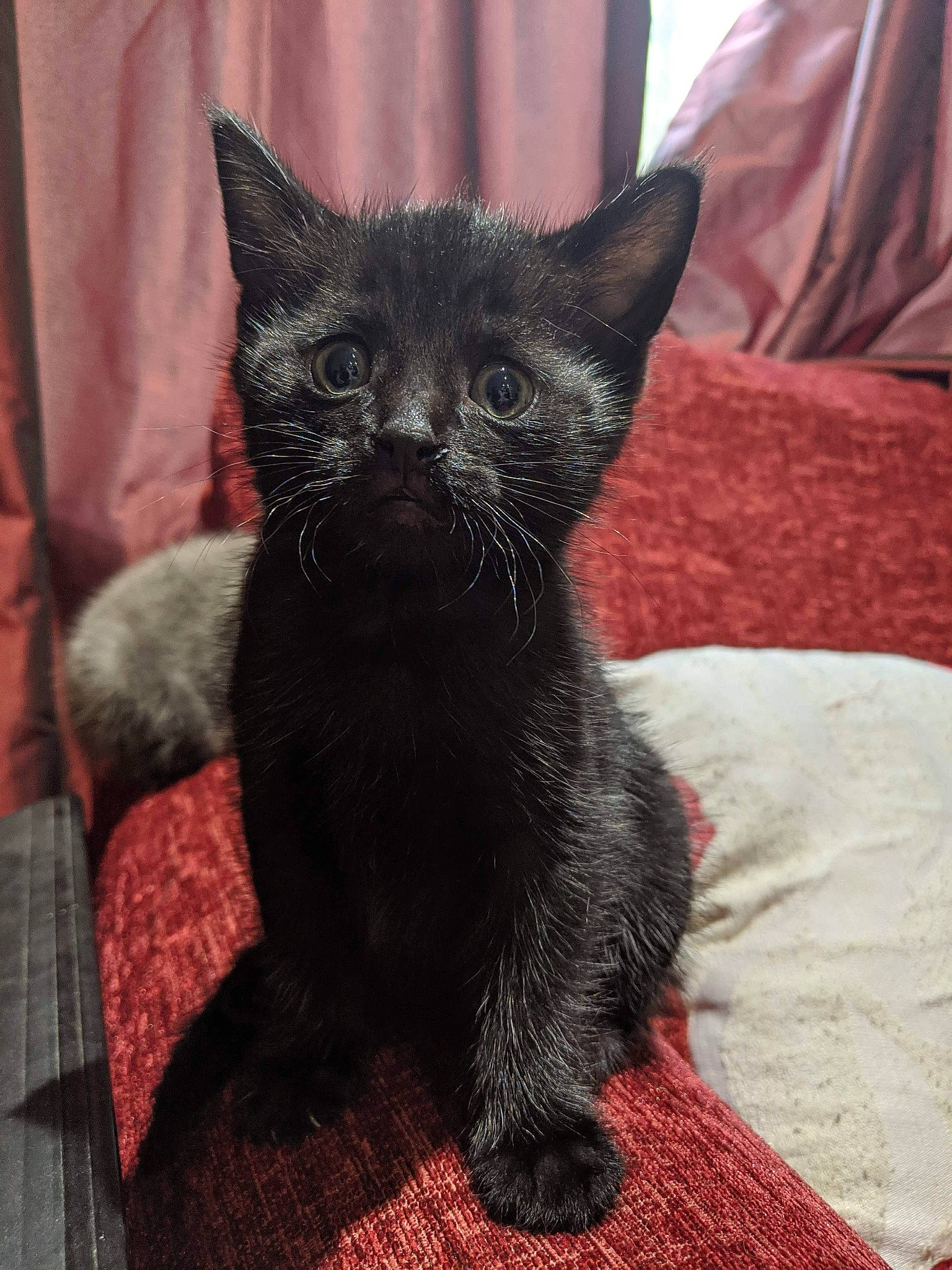 Salem is registered to the contest to win money with this photo: asian, black_cat, carnivore, cat, domestic_short_haired_cat, felidae, fur, kitten, mammal, small_to_medium_sized_cats, vertebrate, whiskers