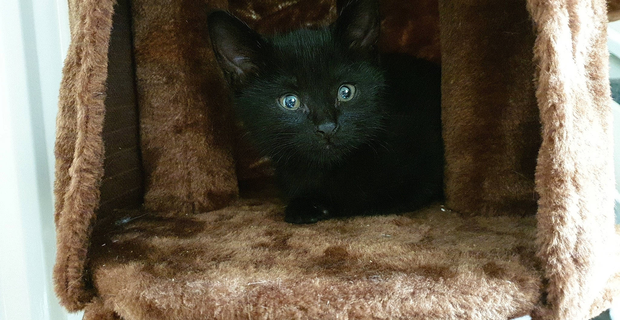 Salem joined the competition — help win amazing prizes! asian, black_cat, bombay, burmese, carnivore, cat, domestic_short_haired_cat, felidae, fur, korat, mammal, small_to_medium_sized_cats, snout, vertebrate, whiskers