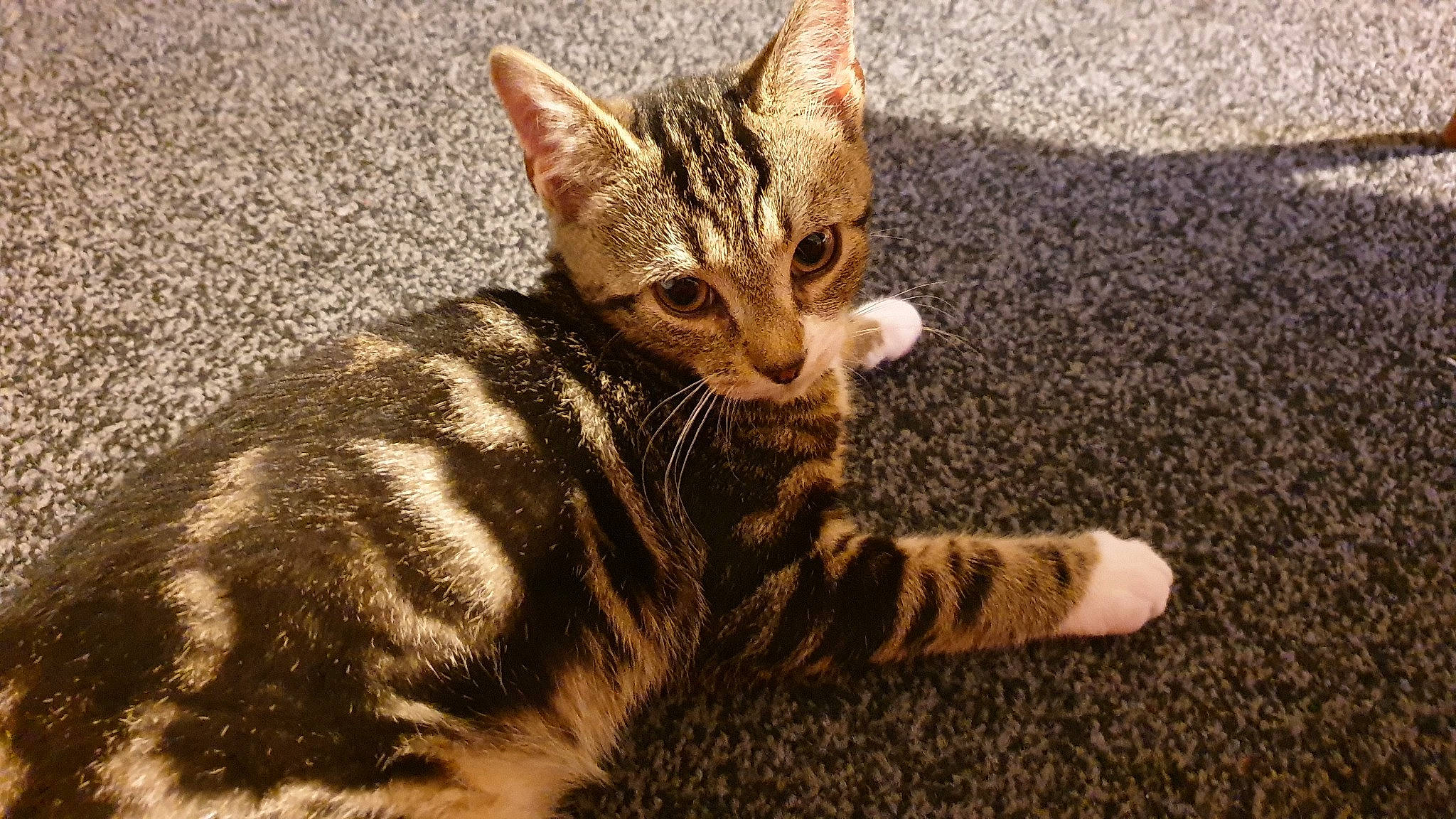 Zona joined the competition — help win amazing prizes! american_shorthair, american_wirehair, arabian_mau, asian, bengal, california_spangled, carnivore, cat, domestic_short_haired_cat, dragon_li, european_shorthair, felidae, kitten, mammal, small_to_medium_sized_cats, sokoke, tabby_cat, toyger, vertebrate, whiskers