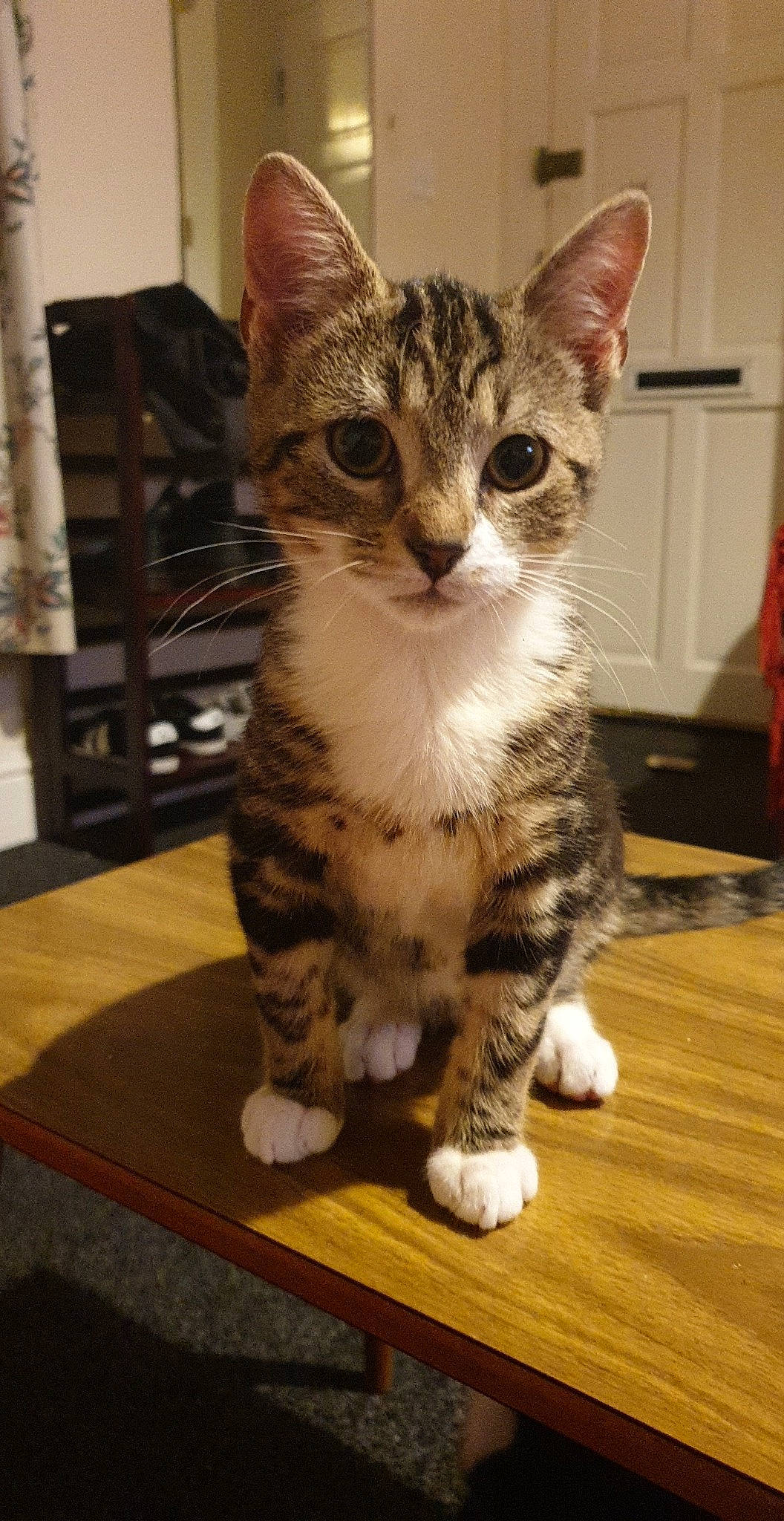 Zona is registered to the contest to win money with this photo: aegean_cat, american_shorthair, american_wirehair, arabian_mau, asian, australian_mist, carnivore, cat, domestic_short_haired_cat, dragon_li, egyptian_mau, european_shorthair, felidae, kitten, mammal, small_to_medium_sized_cats, sokoke, tabby_cat, vertebrate, whiskers