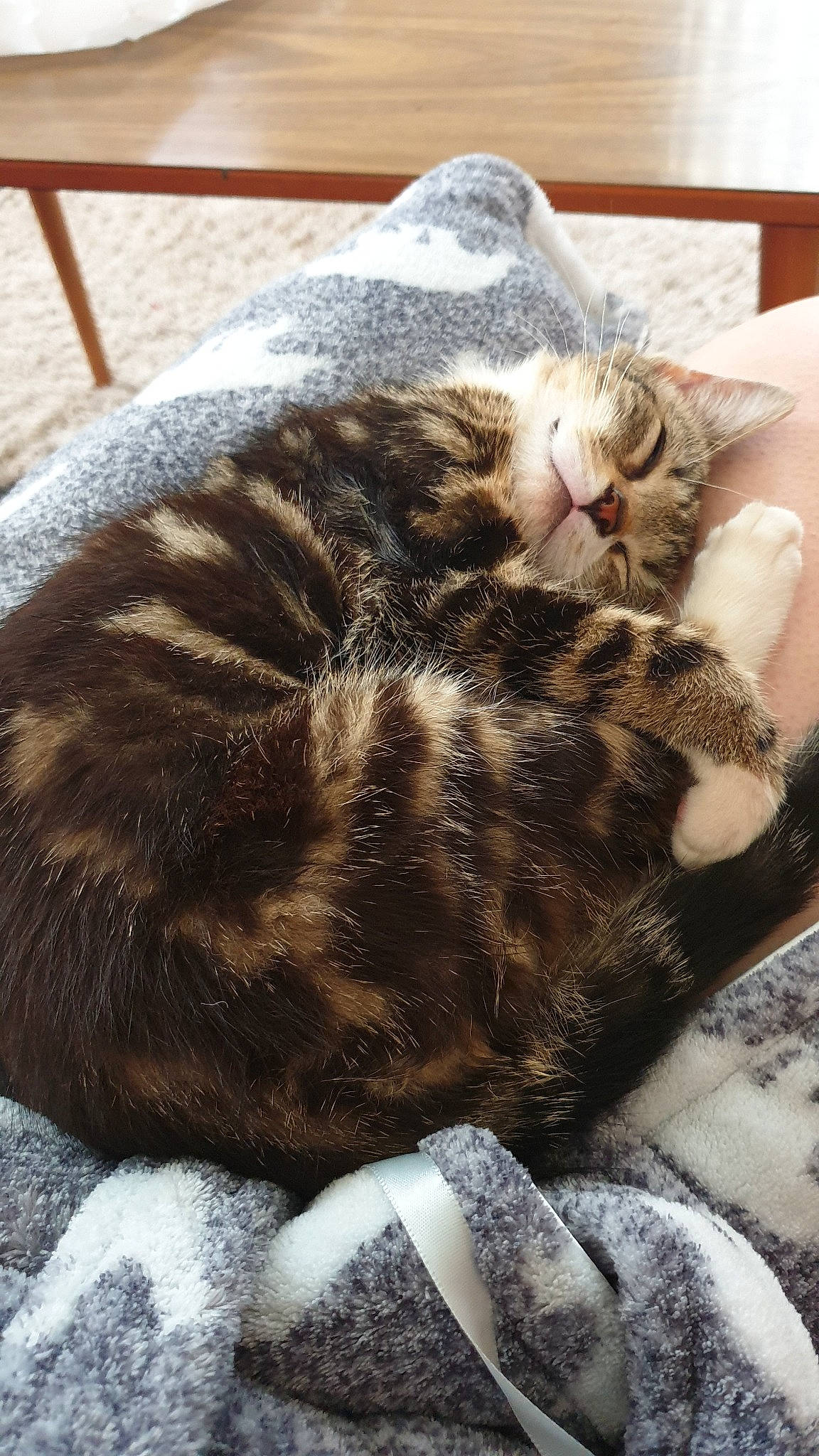 Zona joined the competition — help win amazing prizes! american_shorthair, asian, carnivore, cat, cat_bed, domestic_short_haired_cat, dragon_li, ear, european_shorthair, felidae, fur, nap, paw, sleep, small_to_medium_sized_cats, snout, tabby_cat, whiskers