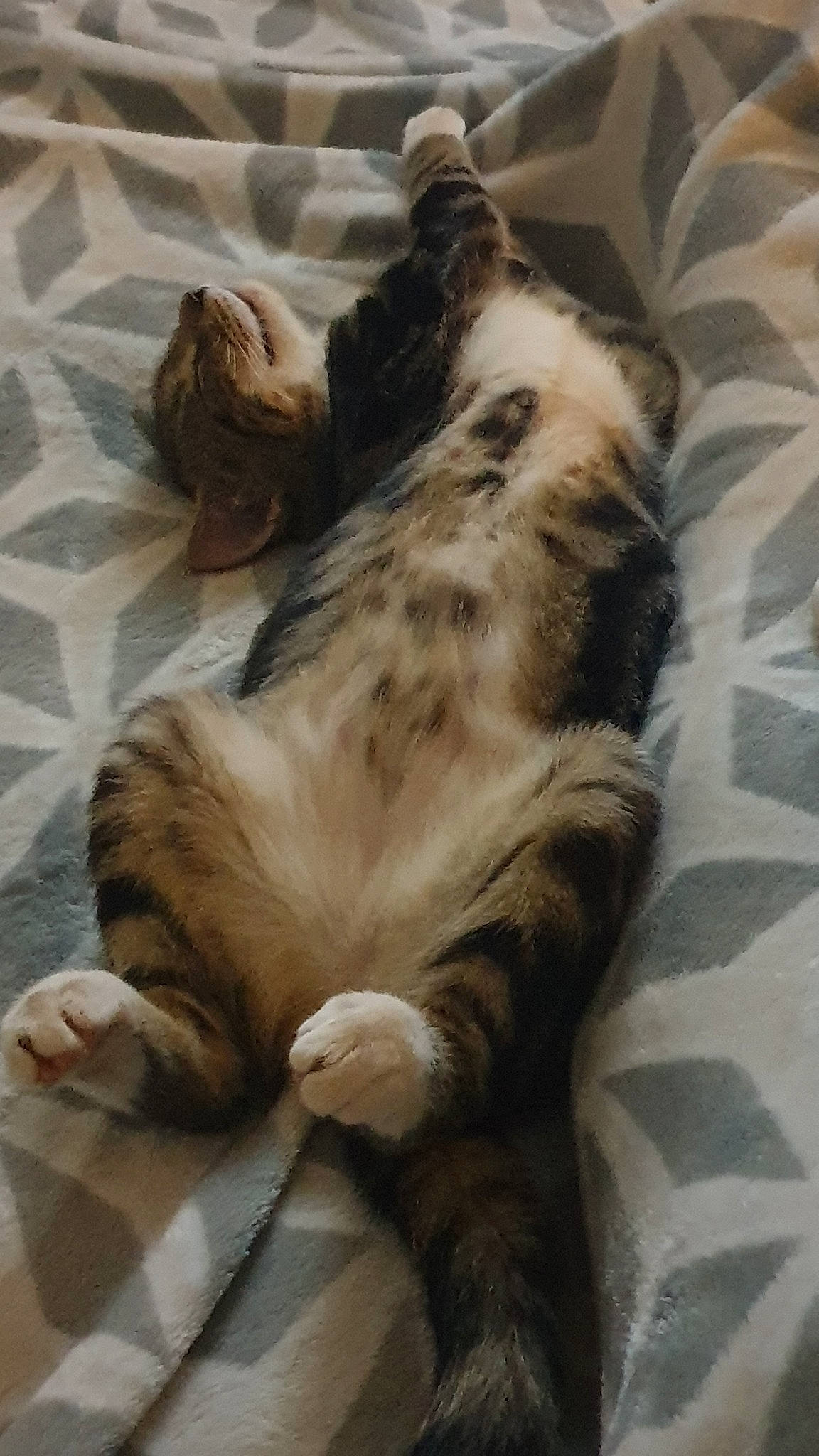 Zona joined the competition — help win amazing prizes! australian_shepherd, canidae, carnivore, cat, dog_breed, european_shorthair, fawn, felidae, mammal, nap, small_to_medium_sized_cats, sporting_group, tail, whiskers