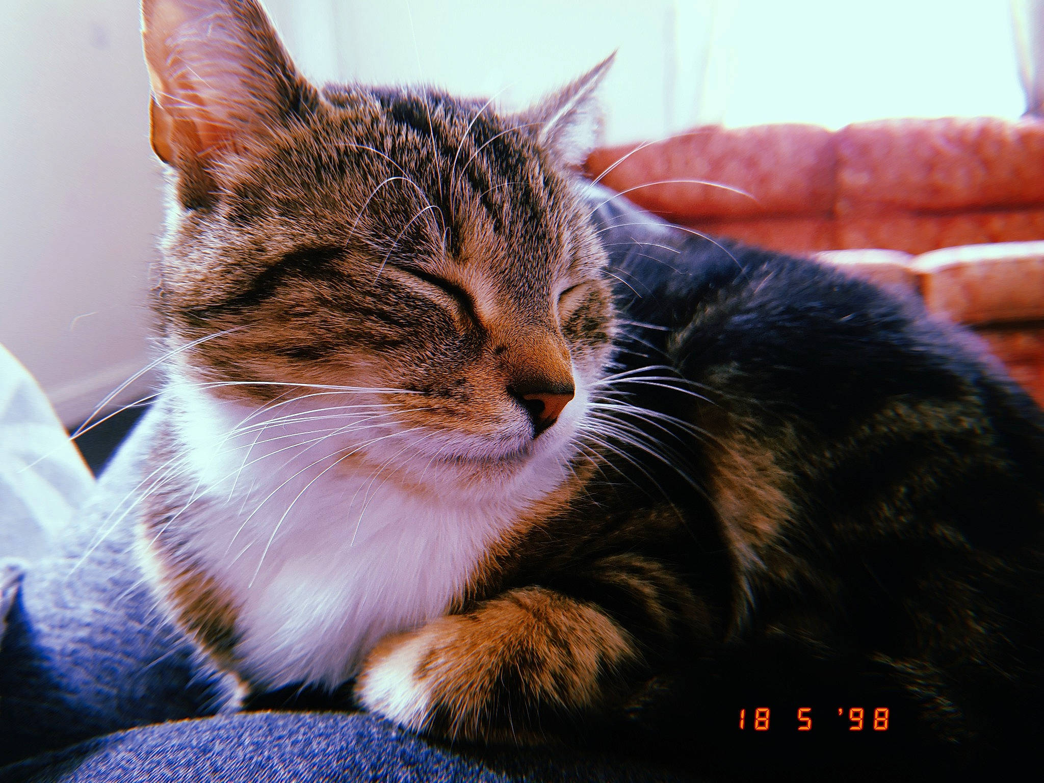 Zona is registered to the contest to win money with this photo: aegean_cat, american_shorthair, american_wirehair, asian, bengal, california_spangled, carnivore, cat, domestic_short_haired_cat, dragon_li, european_shorthair, felidae, fur, kitten, mammal, small_to_medium_sized_cats, snout, tabby_cat, toyger, whiskers