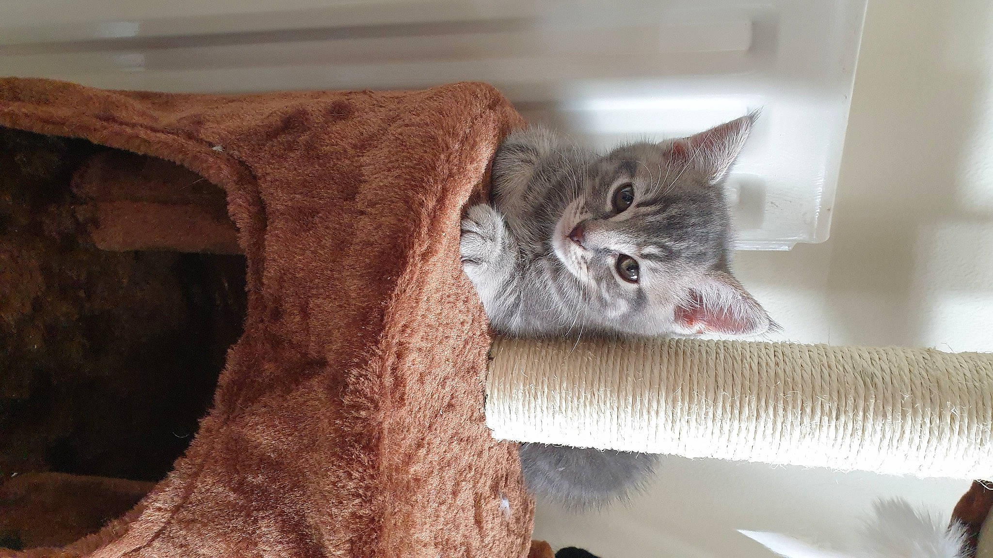 Gandalf is registered to the contest to win money with this photo: asian, australian_mist, british_semi_longhair, british_shorthair, carnivore, cat, chartreux, domestic_short_haired_cat, dragon_li, european_shorthair, fawn, felidae, kitten, mammal, pixie_bob, small_to_medium_sized_cats, tabby_cat, whiskers