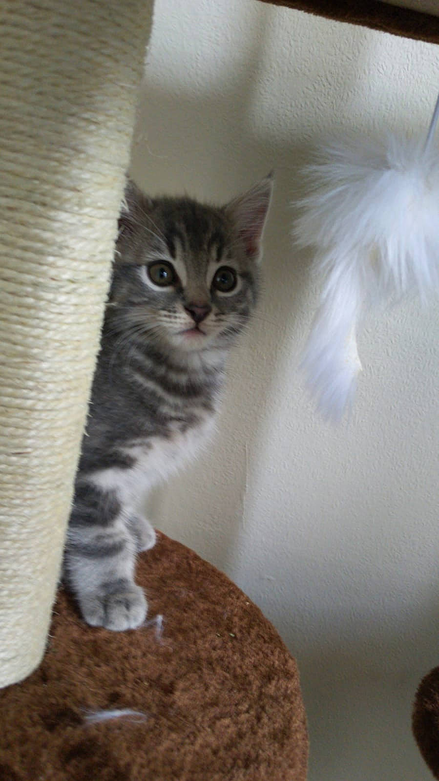 Gandalf joined the competition — help win amazing prizes! american_wirehair, asian, british_semi_longhair, carnivore, cat, domestic_short_haired_cat, european_shorthair, felidae, kitten, maine_coon, mammal, norwegian_forest_cat, ragamuffin, siberian, small_to_medium_sized_cats, tabby_cat, vertebrate, whiskers