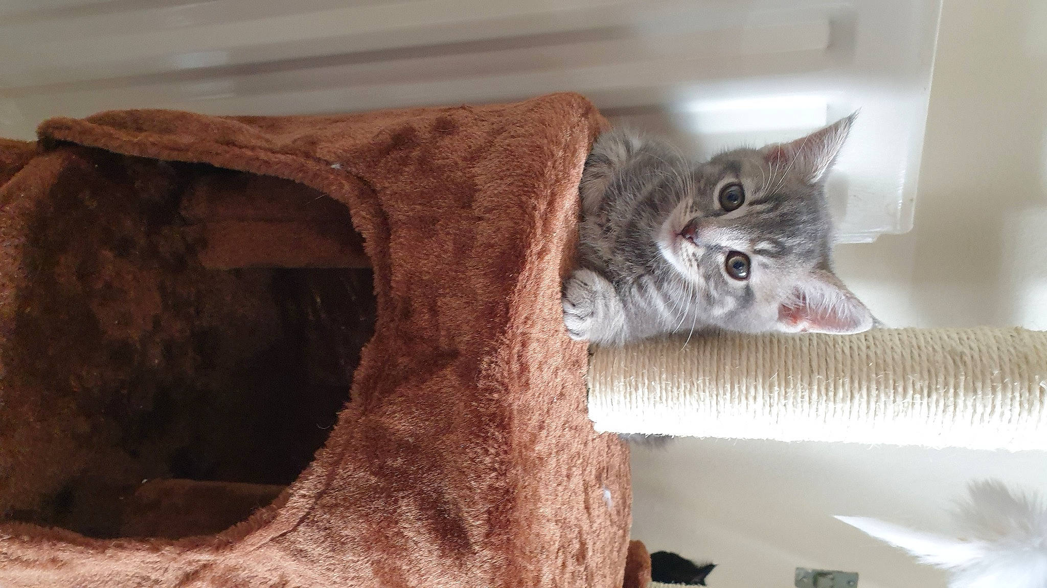 Gandalf joined the competition — help win amazing prizes! asian, carnivore, cat, domestic_short_haired_cat, dragon_li, european_shorthair, fawn, felidae, fur, mammal, pixie_bob, small_to_medium_sized_cats, tabby_cat, tail, whiskers