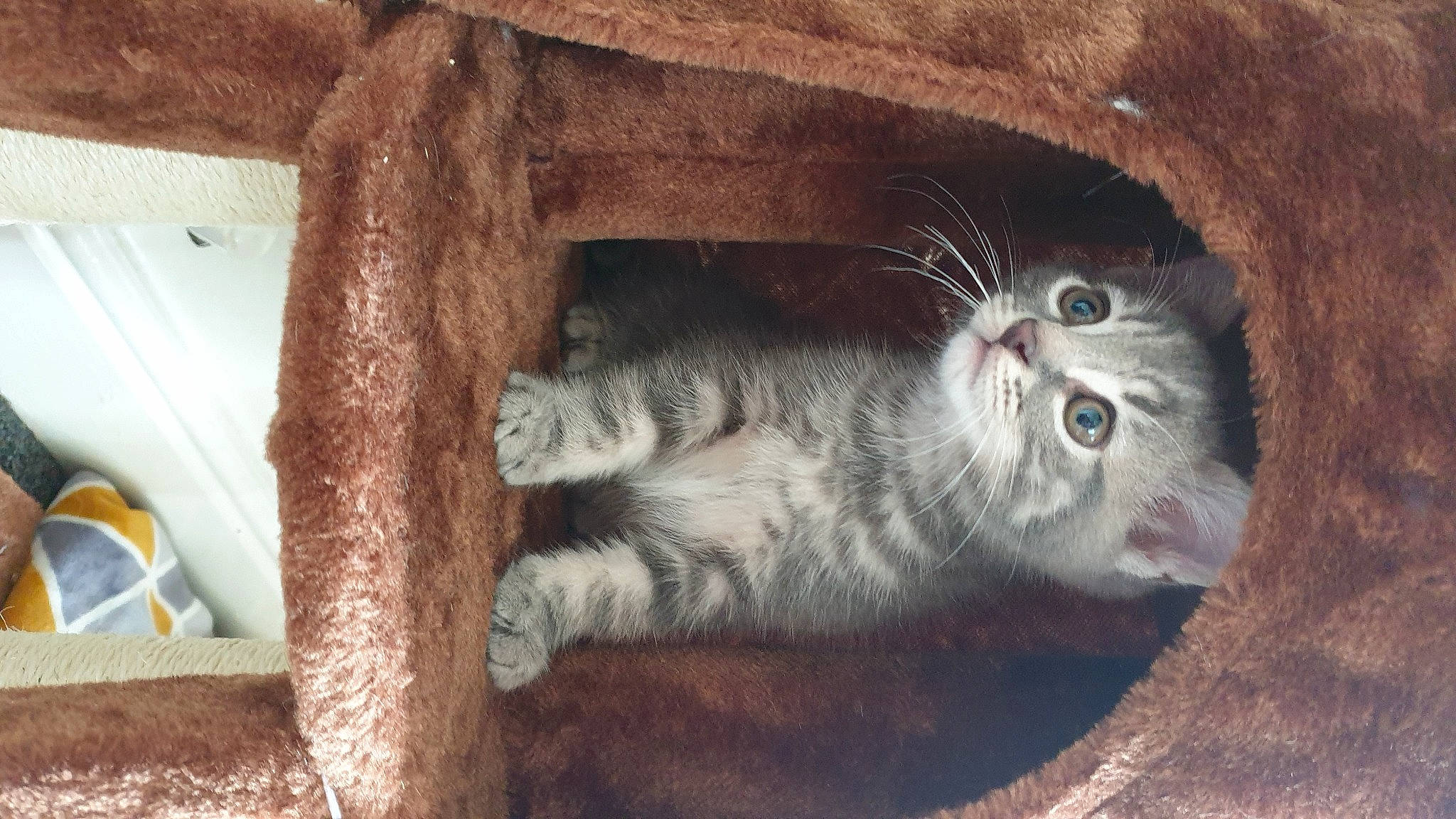 Gandalf joined the competition — help win amazing prizes! british_shorthair, carnivore, cat, domestic_short_haired_cat, european_shorthair, eye, fawn, felidae, kitten, russian_blue, scottish_fold, small_to_medium_sized_cats, whiskers