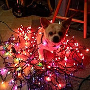 Fatboy joined the competition — help win amazing prizes! dog, christmas_lights, indoor, carpet, chair, tangled, decorations, pet, animal, cute, lighting, small_dog, curious, floor, home, festive, multicolor, holiday, cozy, domestic