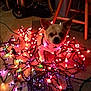 dog, christmas_lights, indoor, carpet, chair, tangled, decorations, pet, animal, cute, lighting, small_dog, curious, floor, home, festive, multicolor, holiday, cozy, domestic