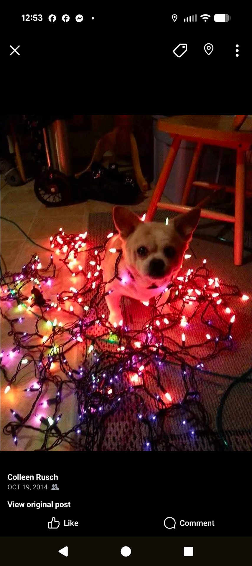 Fatboy joined the competition — help win amazing prizes! dog, christmas_lights, indoor, carpet, chair, tangled, decorations, pet, animal, cute, lighting, small_dog, curious, floor, home, festive, multicolor, holiday, cozy, domestic